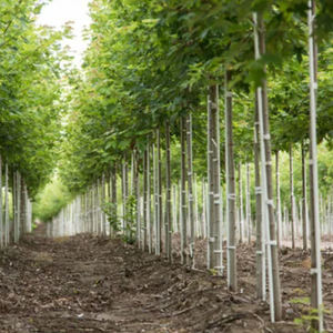 Support de montée de plantes Piquets en fibre de verre FRP pour arbre jardin tomate raisin - Product Image 6