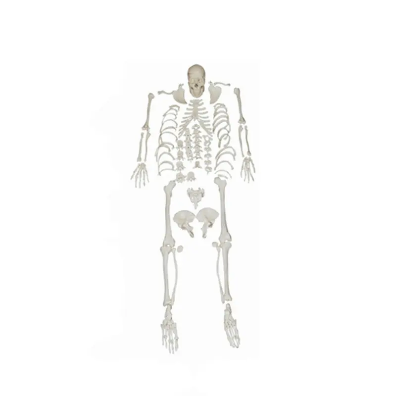 BIX-A1007 Hot Sale Good Quality Scattered Bone Model of Human Anatomy Skeleton (Free bone)