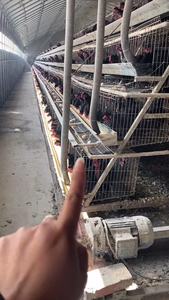 QM HY-JT-98 Gabbia per Polli a 3/4 Piani in Acciaio Zincato a Caldo, Nuova Allevatrice Automatica per Pollame e Quaglie - Product Image 4