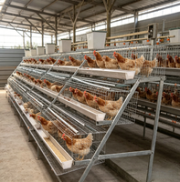 Cage à poules pondeuses galvanisée de type D à 48 cellules, équipement avicole peu encombrant, cages à œufs durables pour usage agricole