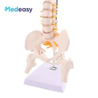 Modelo de columna vertebral humana de 45CM, modelo de esqueleto de columna vertebral con pelvis para estudio de exhibición de enseñanza