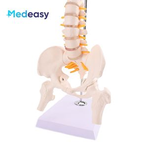 Modelo <span class=keywords><strong>de</strong></span> <span class=keywords><strong>columna</strong></span> <span class=keywords><strong>vertebral</strong></span> humana <span class=keywords><strong>de</strong></span> 45CM, modelo <span class=keywords><strong>de</strong></span> <span class=keywords><strong>esqueleto</strong></span> <span class=keywords><strong>de</strong></span> <span class=keywords><strong>columna</strong></span> <span class=keywords><strong>vertebral</strong></span> con pelvis para estudio <span class=keywords><strong>de</strong></span> exhibición <span class=keywords><strong>de</strong></span> enseñanza - Product Image 5
