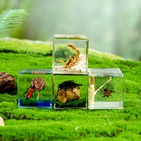 Ornements de Microscène Fantaisie Créative Unique, Vrais Insectes, Bugs, Animaux, Cadeaux de Nouveauté, Vente en Gros pour Noël, Cadeau de Voyage