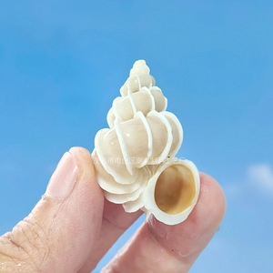 Caracoles <span class=keywords><strong>De</strong></span> León pulidos naturales Colección <span class=keywords><strong>de</strong></span> caracoles marinos raros <span class=keywords><strong>de</strong></span> fama mundial Tanques <span class=keywords><strong>de</strong></span> peces Artesanías <span class=keywords><strong>de</strong></span> conchas Tema <span class=keywords><strong>de</strong></span> amor Accesorios marinos - Product Image 5