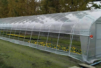 Serres monocoupelles personnalisées en polytunnel pour l'agriculture, solution clé en main, directement de l'usine chinoise