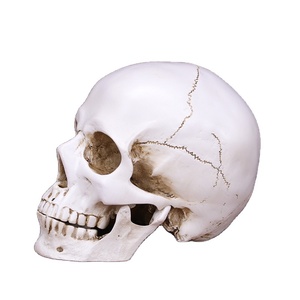 Halloween Trang Trí Nhựa Sọ Người Sọ Mô Hình Giáng Sinh Sáng Tạo Trang Trí Trang Trí Đầy Đủ Màu Trắng Nhựa Sọ - Product Image 2