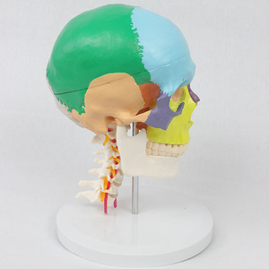 Modèle de vertèbres cervicales en 7 sections avec crâne coloré, modèle de crâne humain, modèle pédagogique orthopédique - Product Image 1