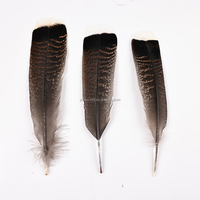 Plumas de cola de pavo salvaje natural a granel de 8-14 pulgadas al por mayor de bajo precio para decoración de festivales