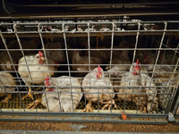 Cages électriques manuelles pour poulets de chair, cages à batterie de type H pour poulets de chair, pour poulaillers