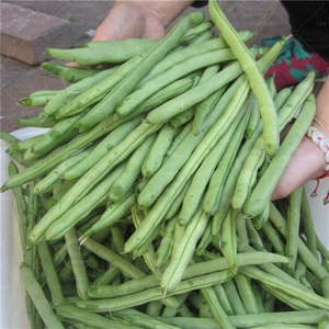 Coupeur de haricot vert <span class=keywords><strong>épée</strong></span> supérieure et queue Machine de <span class=keywords><strong>d</strong></span>écoupe de haricot vert - Product Image 6