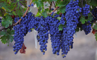 Poudre de cellules souches de raisin blanc naturel de qualité alimentaire supérieure avec ingrédients vitaminés pour les soins de la peau, en emballage bouteille/fût