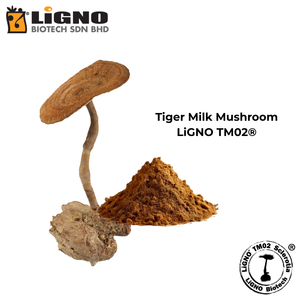 สารสกัดผงเห็ดนมเสือ LiGNO TM02 สารประกอบที่ได้มาตรฐาน สำหรับการดูแลระบบทางเดินหายใจ - Product Image 2