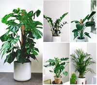 Ensemble de poteaux de bâton bon marché en gros 60cm de liens Moss Coco Pole pour jardin