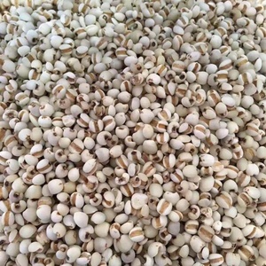 <span class=keywords><strong>Prix</strong></span> de gros Coix Seed Phytothérapie chinoise Coix <span class=keywords><strong>Riz</strong></span> sans gluten de haute qualité Grains pour des recettes saines - Product Image 1