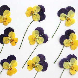 Viola del pensiero con rami fiori secchi in rilievo materiali fai da te cornice di foto epossidica segnalibro pianta esemplare - Product Image 5