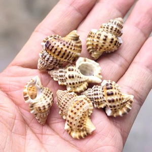 Piccola torre verde lumaca fori di conchiglia lucidati naturali fai da te carillon del vento accessori asili nido materiali colorati Seastar - Product Image 4