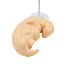 Equipo de enseñanza de ciencias médicas, modelo de embrión humano agrandado, modelo anatómico de desarrollo de <span class=keywords><strong>feto</strong></span> de 4 semanas - Product Image 4