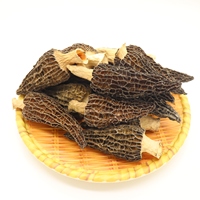 Meilleure vente de champignons secs à tige naturelle fraîche, champignons sauvages Morchella Conica