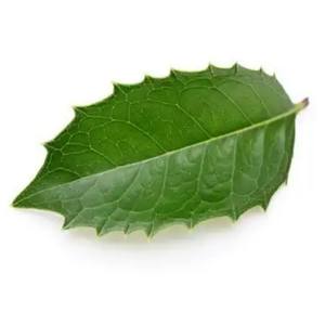 ホリー葉エキスとホリー葉パウダー - Product Image 3