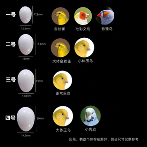 Accessoires Pigeon Motacidae jouant oeuf solide perruches nid oeuf pour petite volaille oiseaux ponte - Product Image 6