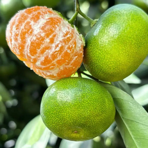 Mandarini Dolci Freschi, Succosi e Facili da Sbucciare, Frutta Agrumata di Qualità Premium, Fornitura all'Ingrosso per Importatori Internazionali - Product Image 1
