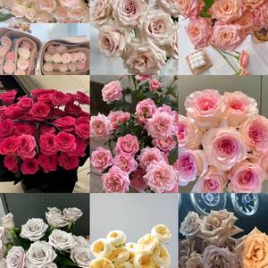 Rosas frescas cortadas de Kunming para regalo de maestro de boda o puesto de diosa directo a granel al por mayor de jardín para compra Grupal - Product Image 2