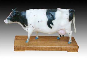 Modelo Anatómico de Bovino de Alta Calidad - Product Image 2