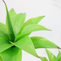 Plante artificielle réaliste à têtes multiples, type Nénuphar, en pot, fausse plante tropicale sur pied, feuillage en pot noir, style bonsaï