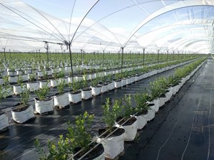 120gsm UV bảo vệ mật độ cao cỏ dại kiểm soát Mat vườn vải cỏ kiểm soát Mat vải vườn che phủ mặt đất cỏ dại rào cản mat - Product Image 6