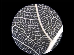 गिरी पूर्ण HD कैमरा पोर्टेबल ऑप्टिकल वीडियो colposcope कीमत चिकित्सा डिवाइस kn2200b योनि योनिभित्तिदर्शन मशीन उपकरण - Product Image 4