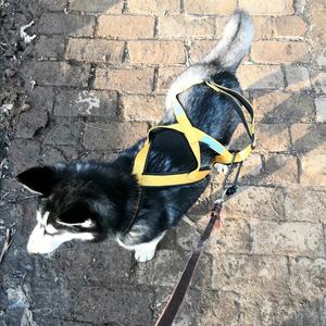 <span class=keywords><strong>Harnais</strong></span> de <span class=keywords><strong>luge</strong></span> <span class=keywords><strong>pour</strong></span> gros chiens de haute qualité ski course <span class=keywords><strong>harnais</strong></span> <span class=keywords><strong>pour</strong></span> animaux de compagnie <span class=keywords><strong>pour</strong></span> chiens moyens et grands Alaska Hound Bulldog Mascotas accessoires - Product Image 5