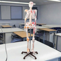 Modèle de squelette en PVC de 180 cm de haut avec muscles et ligaments pour l'enseignement des sciences médicales, durable, blanc