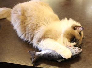 <span class=keywords><strong>Catnip</strong></span> 춤 물고기 고양이 장난감 고양이 플랩 키커 인터랙티브 물고기 장난감 - Product Image 4