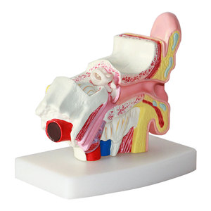 Modèle d'oreille d'anatomie humaine en silicone Outil d'enseignement médical auxiliaire pour la formation d'infirmière Modèle de squelette de banc en plastique et PVC - Product Image 3