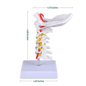 Modelo de <span class=keywords><strong>Esqueleto</strong></span> de PVC de Tamaño Real con 7 Vértebras Cervicales, Hueso Occipital, Nervios del Tronco Cerebral y Vasos Sanguíneos para Ciencias Médicas CE/ISO - Product Image 4