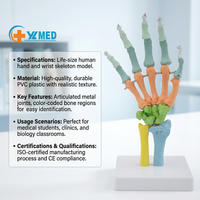Modelo de cuerpo humano modelo de anatomía Color flexible mano hueso modelo esqueleto humano anatomía muñeca articulación herramienta de enseñanza médica