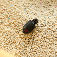 Nouveau jouet interactif pour chat, simulation d'insecte libellule en peluche et plumes, avec ligne de pêche et clochette