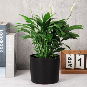 Yicai Vòng trồng cho hoa trong nhà Chậu cây nhựa vườn ươm trồng phong lan vườn nông thôn thêm cây lớn - Product Image 3