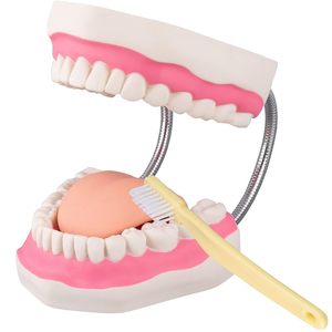 Modelo Dental de Dientes - Modelo de Cepillado Dental 6X para Prácticas Educativas en Hospitales o Escuelas Dentales con un Cepillo de Dientes de Regalo - Product Image 1