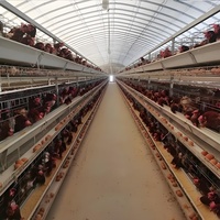 Système de cage à batterie de type A durable pour poules pondeuses |   Solution économique pour les fermes africaines