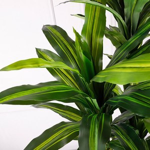 Plantes Artificielles d'<span class=keywords><strong>Intérieur</strong></span> en Plastique à Feuilles Persistantes avec Pots Arbres Artificiels faux Dracaena Fragrans - Product Image 5