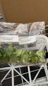 Filodendro Giganteum Blizzard Variegato all'Ingrosso, <span class=keywords><strong>Piante</strong></span> Tropicali Rare per Vivai e Collezionisti - Product Image 4