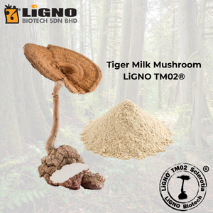 สารสกัดผงเห็ดนมเสือ LiGNO TM02 สารประกอบชีวภาพที่มีฤทธิ์ วัตถุดิบสำหรับอาหารเสริม - Product Image 1