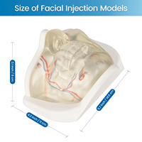 Práctica de Inyección Facial Inferior Transparente con Vasos Sanguíneos Realistas para Práctica de Relleno Dérmico, Procedimiento Estético, CE/ISO
