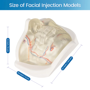 Modèle d'entraînement à l'<span class=keywords><strong>injection</strong></span> <span class=keywords><strong>du</strong></span> <span class=keywords><strong>visage</strong></span> inférieur transparent avec des vaisseaux sanguins réalistes pour la procédure esthétique de pratique de remplissage dermique - Product Image 4