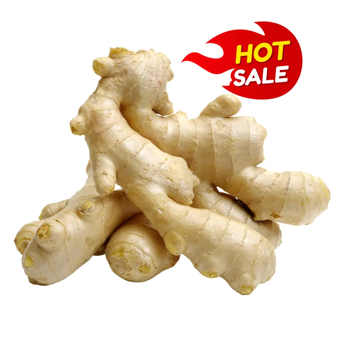 REAL PRICE (PVC/CARTON BOX) HOT SELLING FRESH BIG SIZE BUFFALO GINGER HIGH QUALITY EXPORT STANDARD FROM VIETNAM