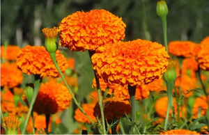 مسحوق لوتين مستخلص من زهرة المارجولد مستخلص من زهرة المارجولد بالجملة توريد المصنع - Product Image 5