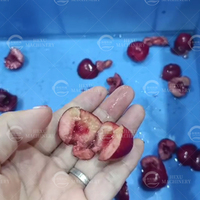 Industriële & tafelmodel kersenontpitter, fruitontpitter voor kersen, longan, Phyllanthus Emblica fruitontpitting en -verwerking
