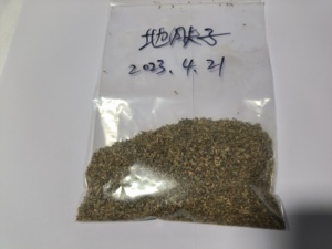 Kochia scoparia chiết xuất hạt Kochia cấp thực phẩm bổ sung Kochia scoparia chiết xuất bột chiết xuất Kochia scoparia - Product Image 2