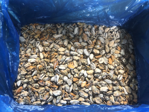 Carne congelata mytilus edulis prezzo di fabbrica carne cozze senza <span class=keywords><strong>guscio</strong></span> - Product Image 3